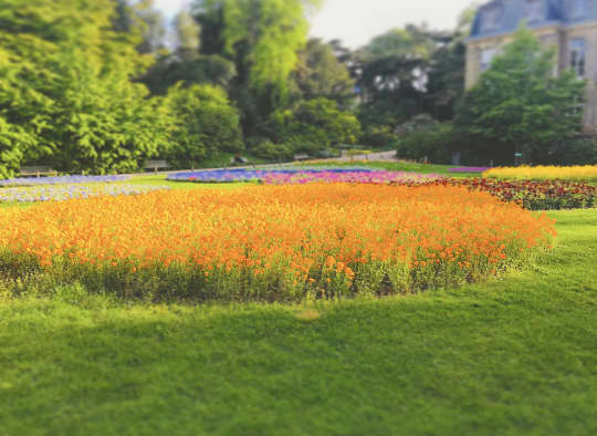 パリ植物園の花のカーペット