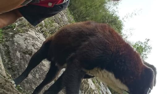 仲良くなった野犬