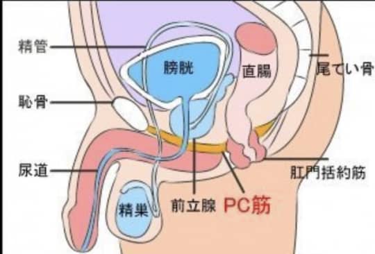 PC筋