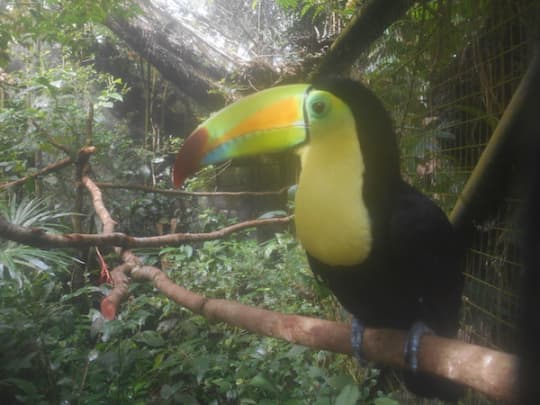 ベリーズ動物園