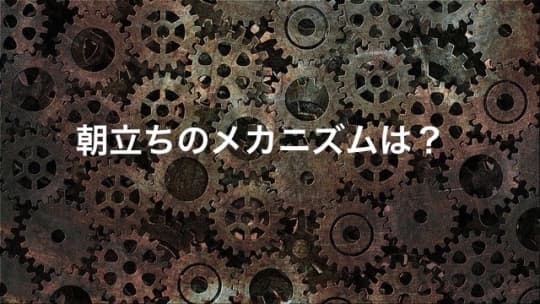 朝立ちのメカニズムは？