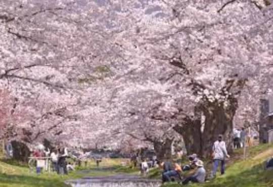 観音寺川の桜