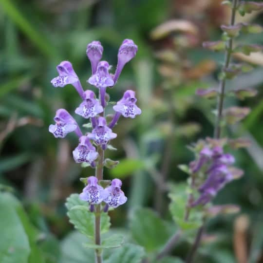 花言葉 死 を表す花は 絶望や別れを表すのはゆり 狂気 ヤンデレも Miima ミーマ