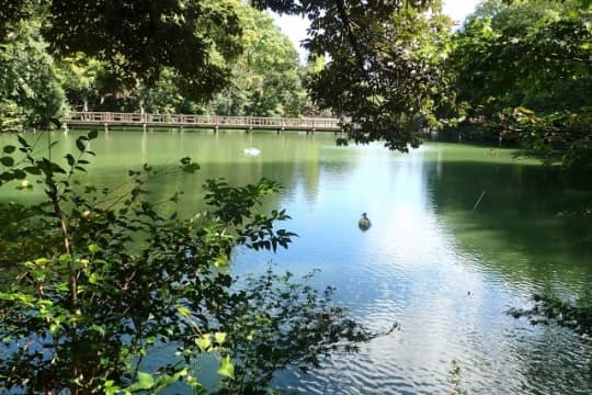緑が生い茂る不忍池と橋