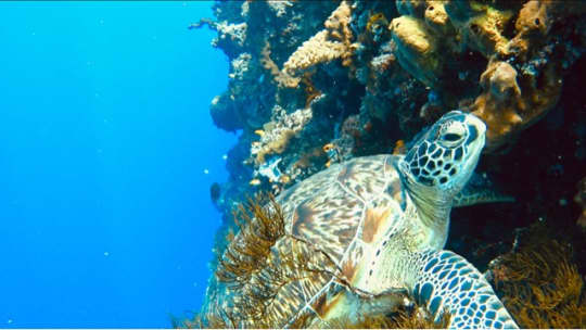 メナドの海で寝ているカメ