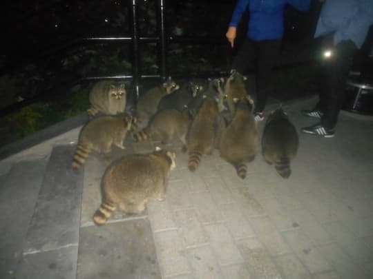 モン・ロワイヤル公園に生息する野生の動物