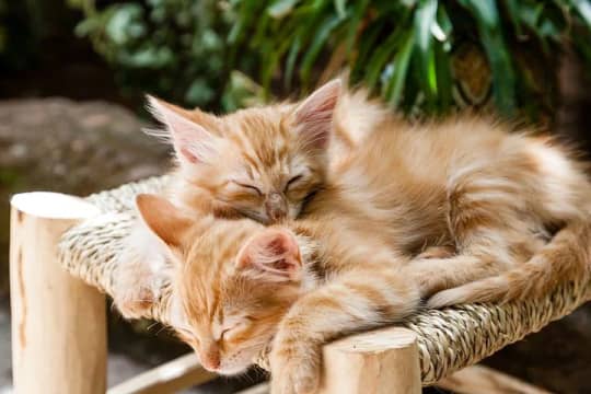 ねこ