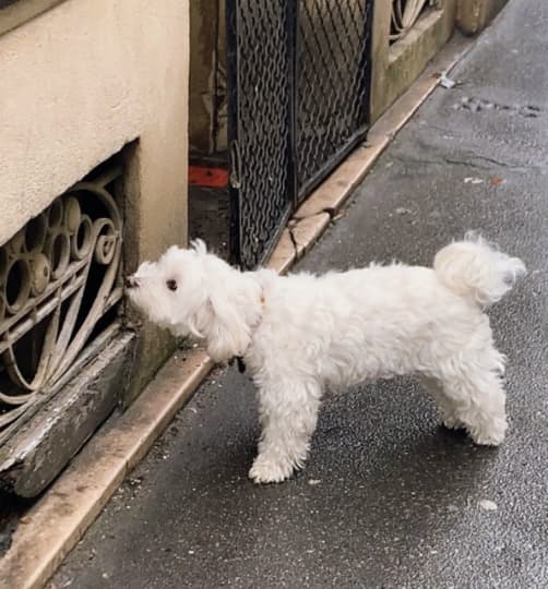 パリ　犬