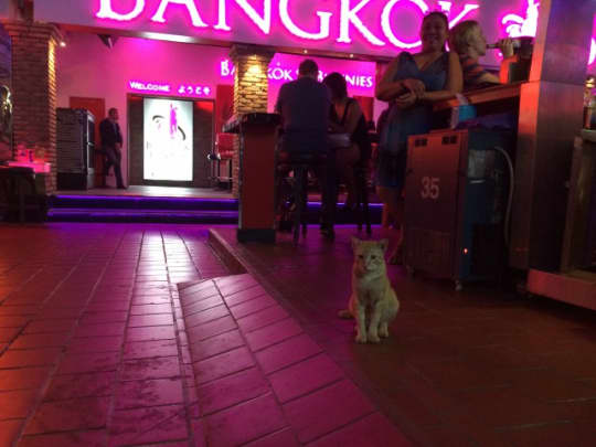 ナナプラザねこ
