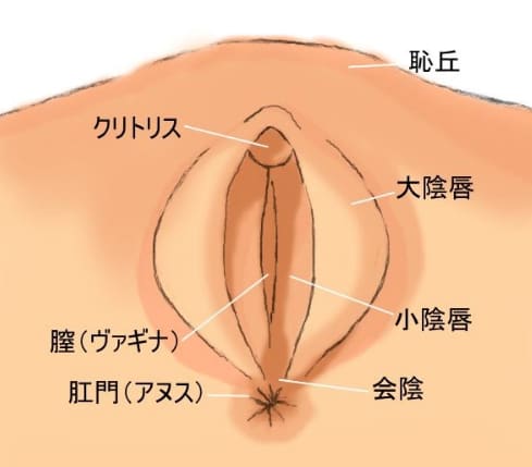 マンコの図解