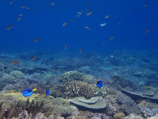 水納島　ナンヨウハギ