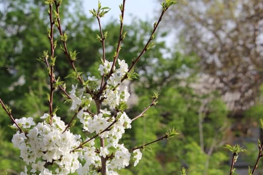 ウズベキスタンの花