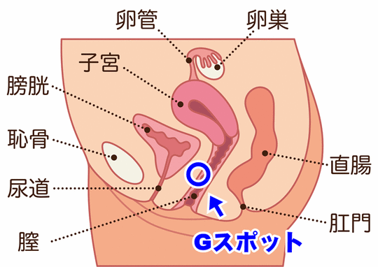 Gスポットの位置