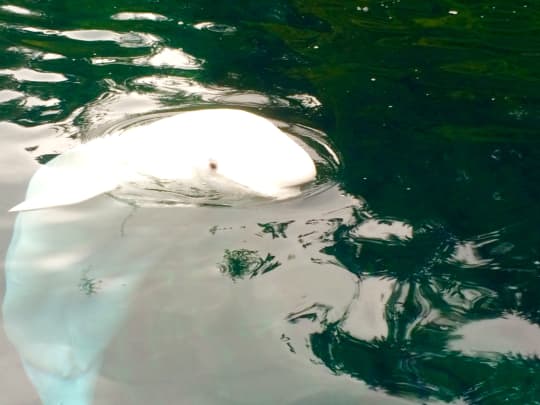 バンクーバー水族館