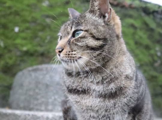 猴硐猫村の猫