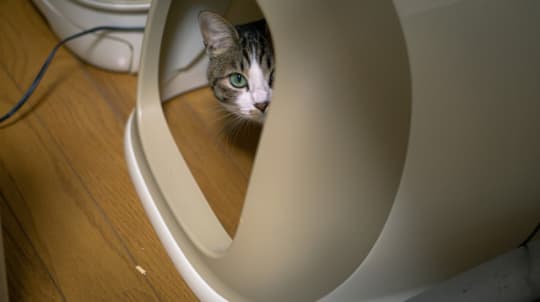 隠れるねこ