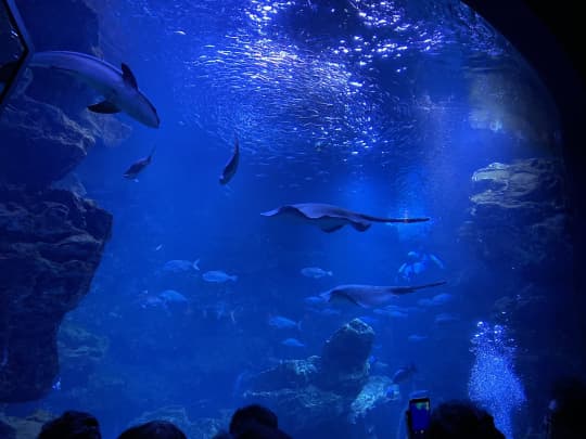 京都水族館