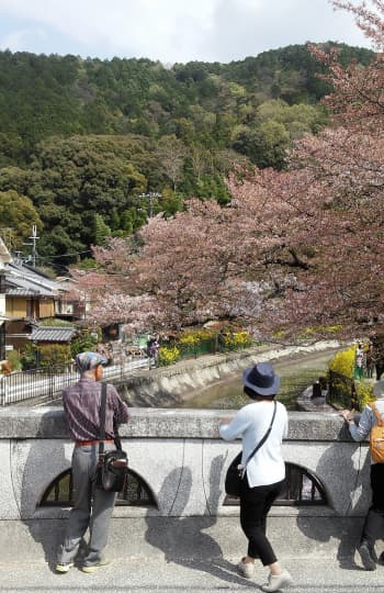 橋から見る桜