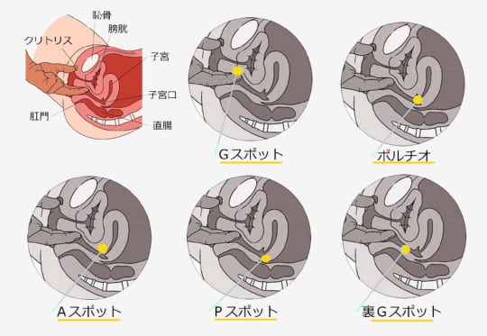 スキーン腺の見えるオマンコ 