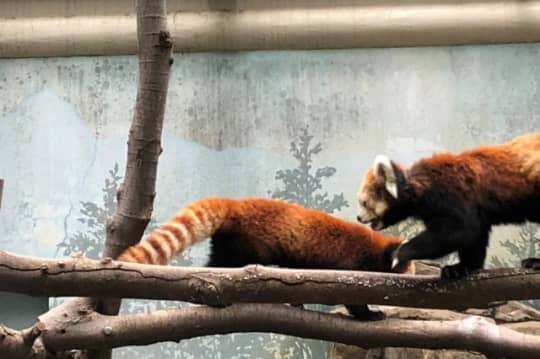 夢見が崎動物公園のレッサーパンダ