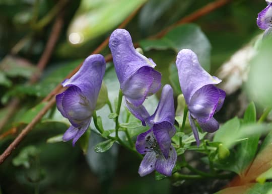 花言葉 死 を表す花は 絶望や別れを表すのはゆり 狂気 ヤンデレも Miima ミーマ