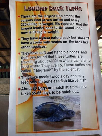 Koggala Sea Turtle Farm & Hatchery