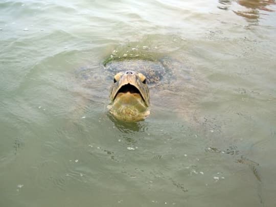 ヒッカドゥワの海岸のウミガメ