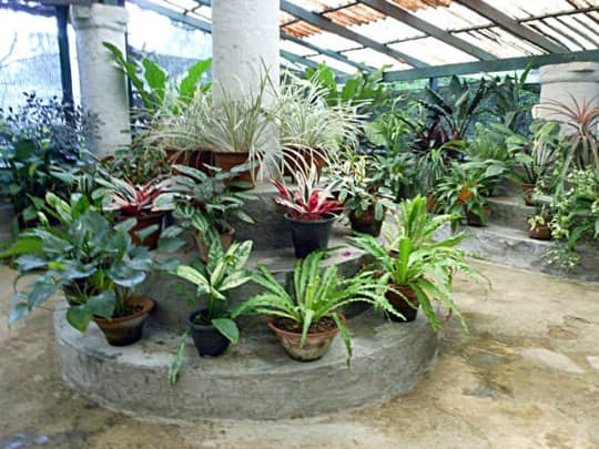 ペーラーデニヤ植物園の植物（キャンディ）