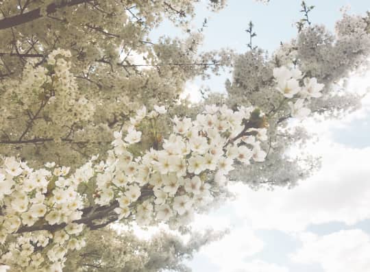 パリ植物園の白い桜の花