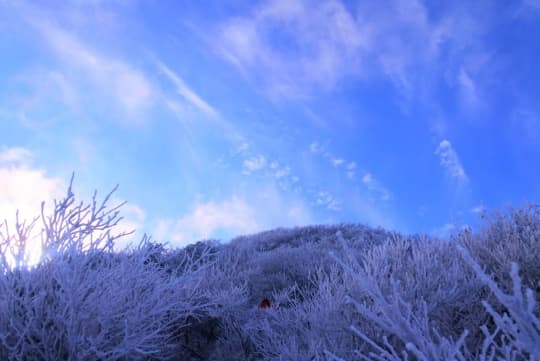 雪の枝