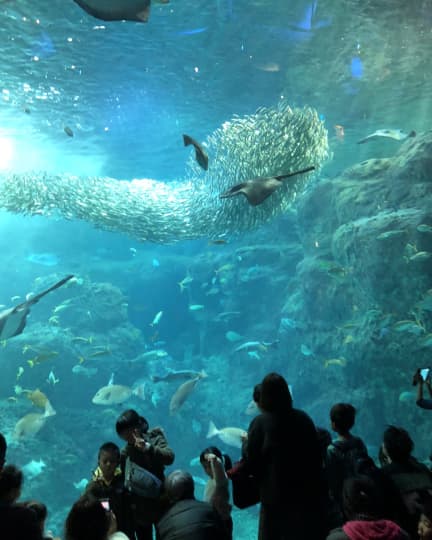 新江ノ島水族館　相模湾大水槽