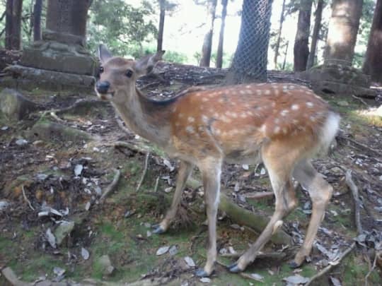 奈良公園