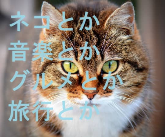 猫の画像