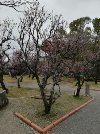 防府天満宮梅林園