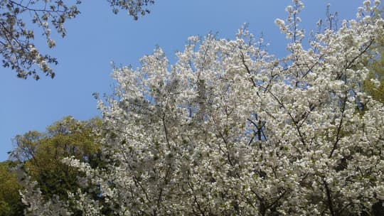 台湾も4月は桜が咲きます