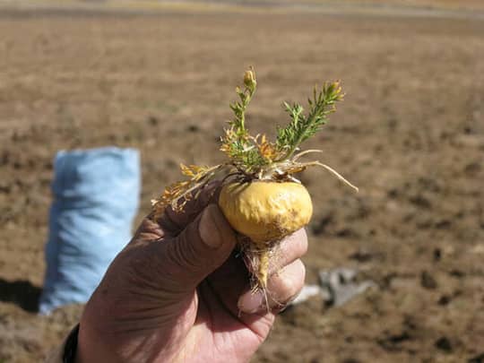 マカの画像