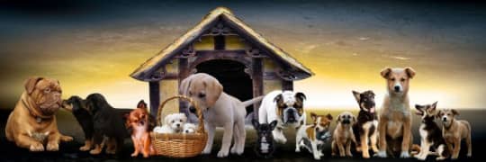 DOGS