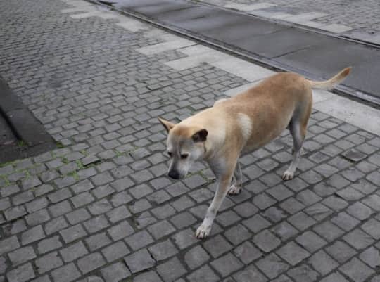 猴硐猫村の犬