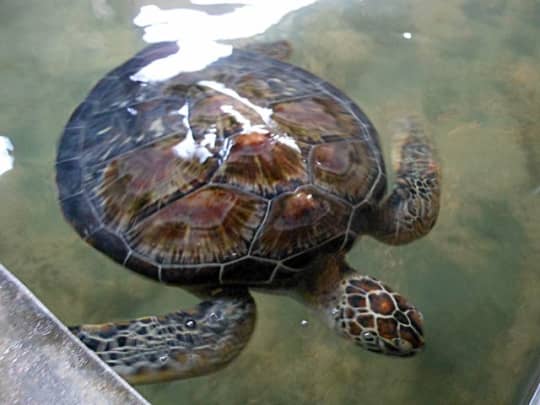 Koggala Sea Turtle Farm & Hatchery