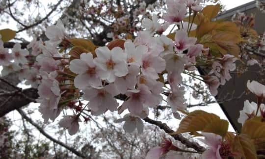 オークランドの桜