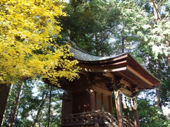 浅間神社　イチョウ