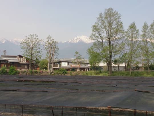 大王さわび農場のわさび田