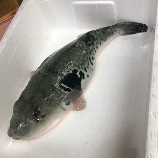 ふぐ