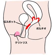 Ｇスポットの位置