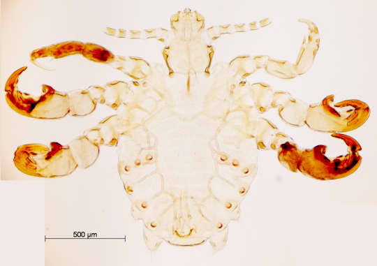 https://twitter.com/parasitology_as/status/1249624556857245696/photo/1