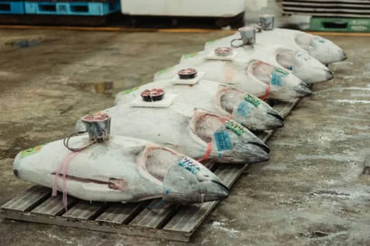 TUNA2