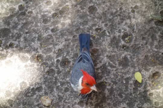 野鳥ホノルル