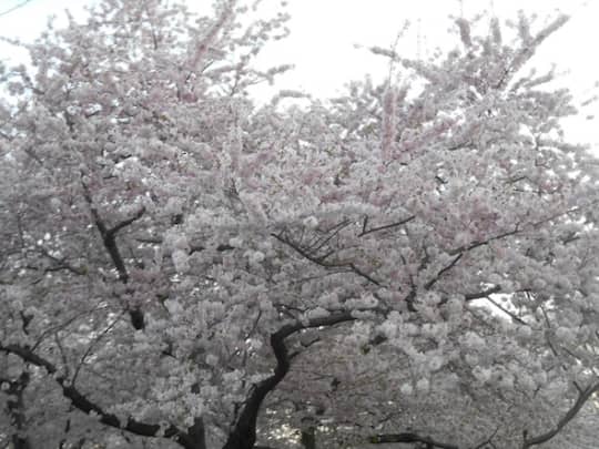 ワシントンDCの桜