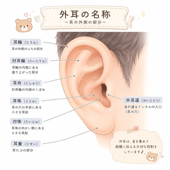 耳の部位　名称