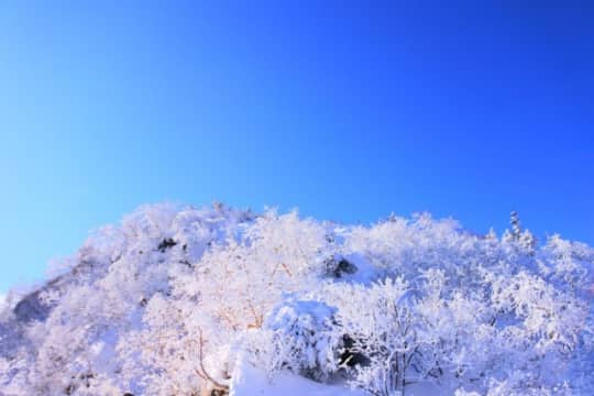 雪化粧をした木